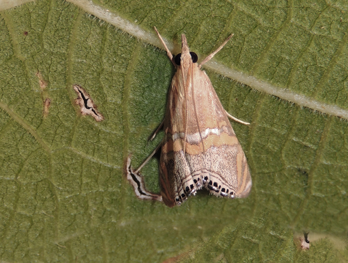 Euchromius bella - Crambidae